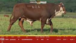 L 130 - Touro Braford 2,5a - Sil�ncio