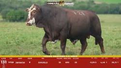 L 131 - Touro Braford 2,5a - Sil�ncio