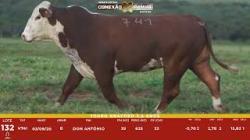 L 132 - Touro Braford 2,5a - Sil�ncio