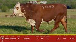 L 133 - Touro Braford 2,5a - Sil�ncio