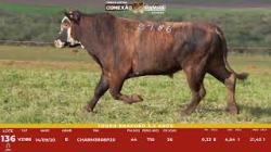 L 136 - Touro Braford 2,5a - Sil�ncio