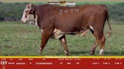 L 137 - Touro Braford 2,5a - Sil�ncio