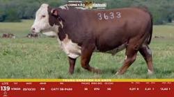 L 139 - Touro Braford 2,5a - Sil�ncio