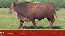 L 140 - Touro Braford 2,5a - Sil�ncio