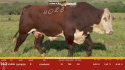 L 142 - Touro Braford 2,5a - Sil�ncio