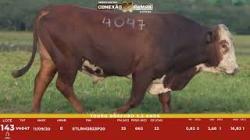 L 143 - Touro Braford 2,5a - Sil�ncio