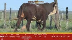 L 144 - Touro Braford 1,5a - ASP