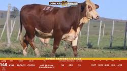 L 145 - Touro Braford 1,5a - ASP