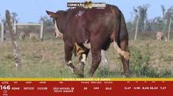 L 146 - Touro Braford 1,5a - ASP