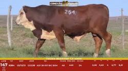L 147 - Touro Braford 1,5a - ASP
