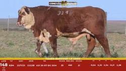 L 148 - Touro Braford 1,5a - ASP