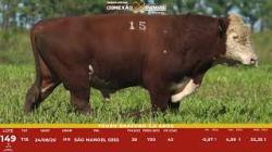 L 149 - Touro Hereford 2,5a - S�o Manoel