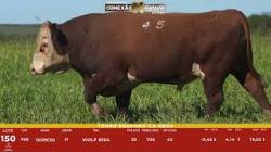 L 150 - Touro Hereford 2,5a - S�o Manoel