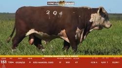 L 151 - Touro Hereford 2,5a - S�o Manoel