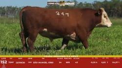L 152 - Touro Hereford 2,5a - S�o Manoel