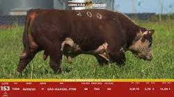 L 153 - Touro Hereford 2,5a - S�o Manoel