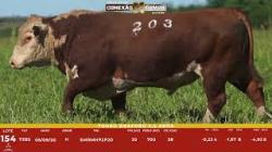 L 154 - Touro Hereford 2,5a - S�o Manoel