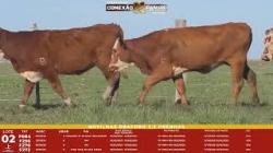L 02 - 4 Novilhas BRaford 2,5a Prenhas - S�o Fernando