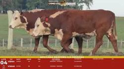 L 04 - 2 Novilhas Braford 2,5a Prenhas - Sil�ncio