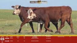 L 05 - 2 Novilhas Braford 2,5a Prenhas - Sil�ncio