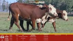 L 06 - 3 Novilhas Braford 2,5a Prenhas - Sil�ncio
