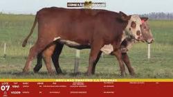 L 07 - 2 Novilhas Braford 2,5a Prenhas - Sil�ncio