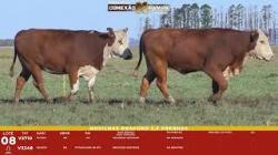 L 08 - 2 Novilhas Braford 2,5a Prenhas - Sil�ncio
