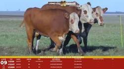 L 09 - 3 Novilhas Braford 2,5a Prenhas - Sil�ncio