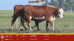 L 10 - 2 Novilhas Braford 2,5a Prenhas - Sil�ncio