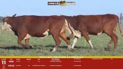 L 11 - 2 Novilhas Braford 2,5a Prenhas - Sil�ncio