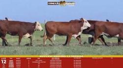 L 12 - 5 Novilhas Braford 2,5a Prenhas - Sil�ncio
