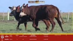 L 13 - 2 Novilhas Braford 2,5a Prenhas - Sil�ncio