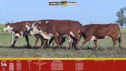 L 14 - 6 Novilhas Braford 2,5a Prenhas - Sil�ncio