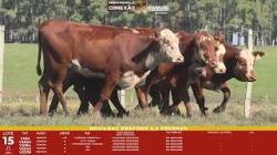 L 15 - 5 Novilhas Braford 2,5a Prenhas - Sil�ncio