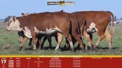 L 17 - 5 Novilhas Braford 2,5a Prenhas - Sil�ncio
