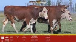 L 18 - 3 Novilhas Braford 2,5a Prenhas - Sil�ncio
