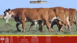 L 20 - 4 Novilhas Braford 2,5a Prenhas - Sil�ncio
