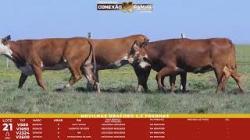 L 21 - 4 Novilhas Braford 2,5a Prenhas - Sil�ncio