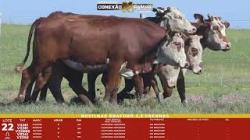 L 22 - 5 Novilhas Braford 2,5a Prenhas - Sil�ncio