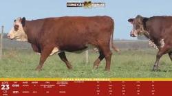 L 23 - 2 Vacas Braford Prenhas - ASP