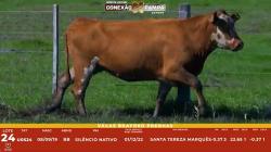 L 24 - 1 Vaca Braford Prenha - Sil�ncio