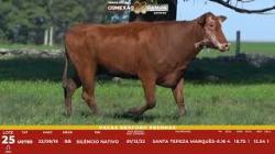 L 25 - 1 Vaca Braford Prenha - Sil�ncio