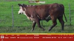 L 26 - 1 Vaca Braford Prenha - Sil�ncio