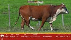 L 27 - 1 Vaca Braford Prenha - Sil�ncio