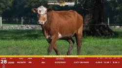 L 28 - 1 Vaca Braford Prenha - Sil�ncio