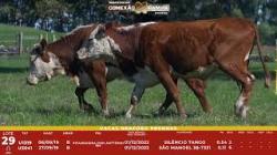 L 29 - 2 Vacas Braford Prenhas - Sil�ncio