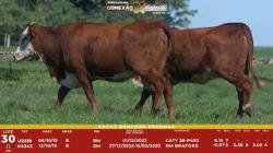 L 30 - 2 Vacas Braford Prenhas - Sil�ncio