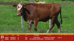 L 31 - 2 Vacas Braford Prenhas - Sil�ncio