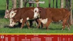 L 32 - 4 Vacas Braford Prenhas - Sil�ncio