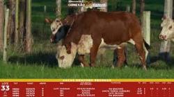 L 33 - 4 Vacas Braford Prenhas - Sil�ncio